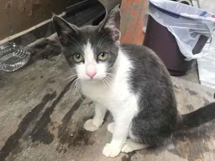 Gato ra a Nenhuma idade 2 a 6 meses nome Gatinha