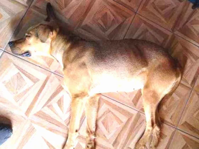 Cachorro ra a Não sei idade 1 ano nome Não sei