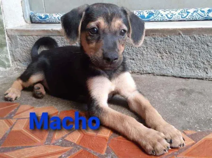 Cachorro ra a SRD Mestiço  idade Abaixo de 2 meses nome Macho