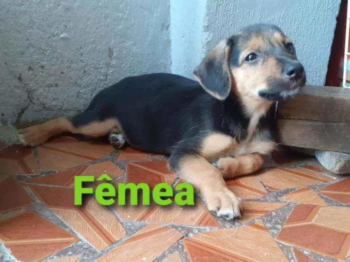 Cachorro ra a SRD Mestiço  idade Abaixo de 2 meses nome Fêmea 