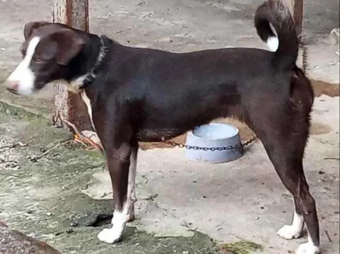 Cachorro raça  idade 1 ano nome Mel