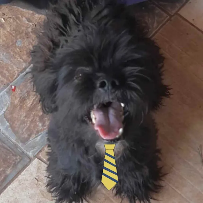 Cachorro ra a Mestiço  idade 7 a 11 meses nome Ravier