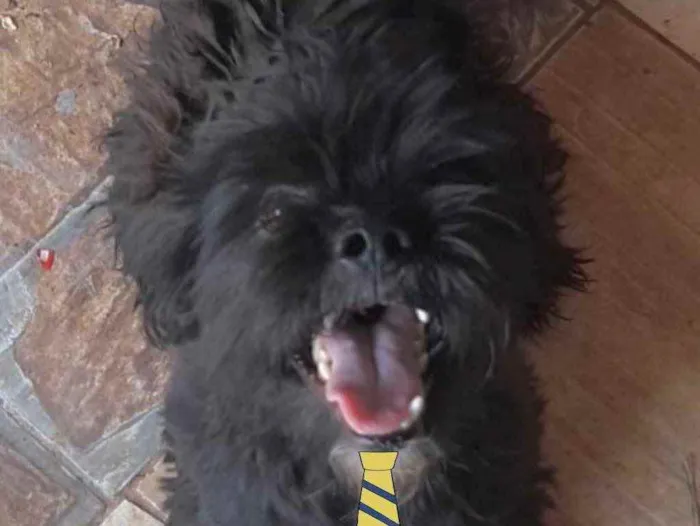 Cachorro ra a Mestiço  idade 7 a 11 meses nome Ravier