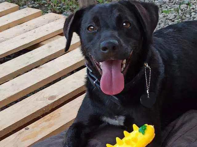 Cachorro ra a Viralata idade 1 ano nome Belinha