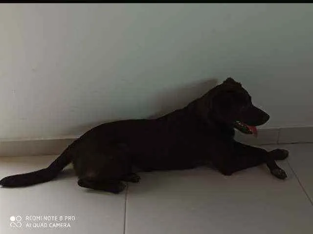 Cachorro ra a Viralata idade 1 ano nome Belinha