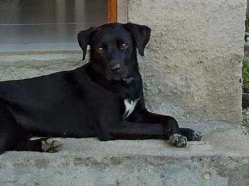 Cachorro ra a Viralata idade 1 ano nome Belinha