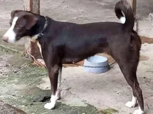 Cachorro raça  idade 1 ano nome Mel