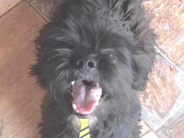 Cachorro ra a Mestiço  idade 7 a 11 meses nome Ravier