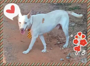Cachorro raça SRD idade 3 anos nome Nebrasca