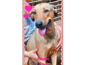 Cachorro raça SRD idade 3 anos nome Menina