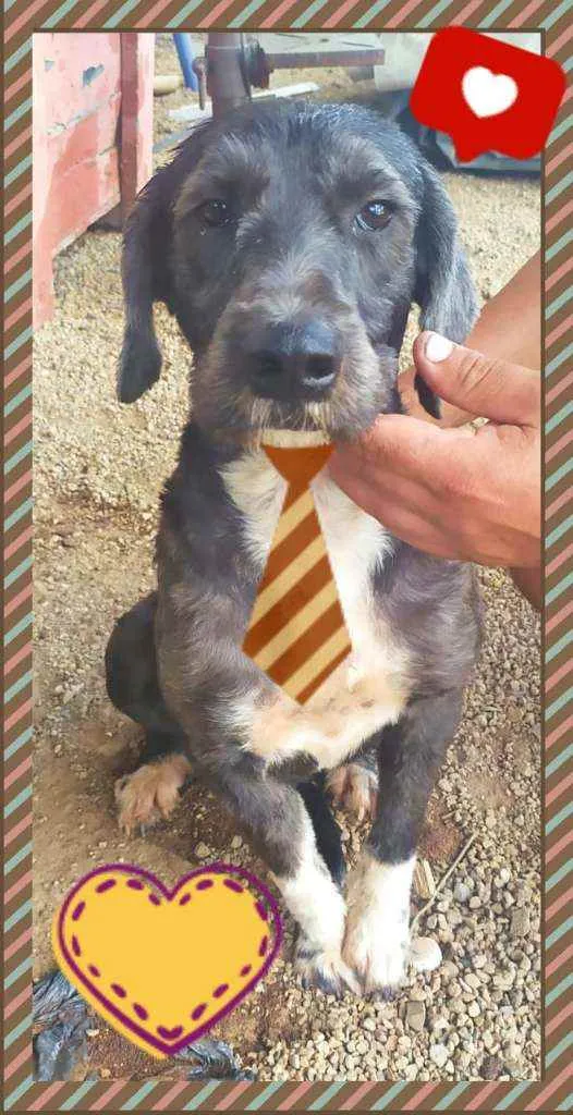 Cachorro raça SRD idade 3 anos nome Chefão