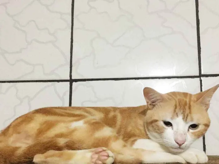 Gato ra a SRD idade 1 ano nome Gato de botas