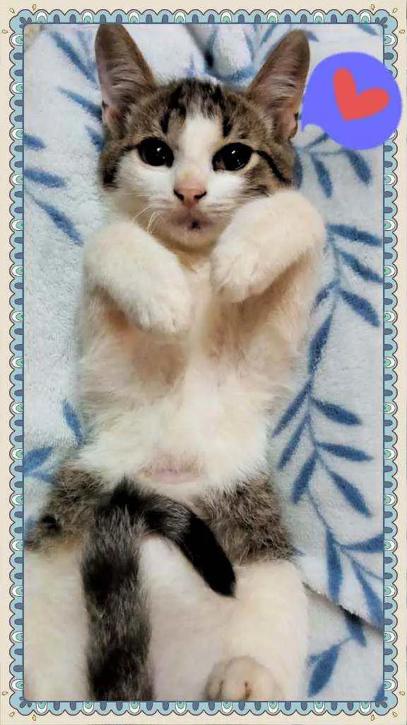 Gato raça SRD idade 2 a 6 meses nome Ninhadinha Fofinha