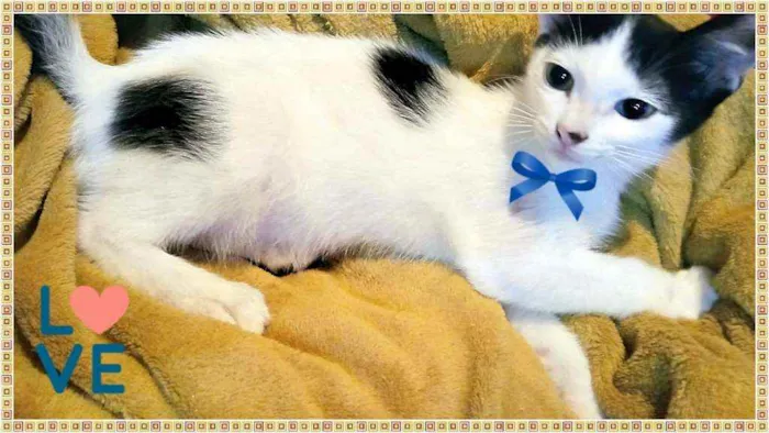 Gato raça SRD idade 2 a 6 meses nome Ninhadinha Fofinha