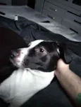 Maizena