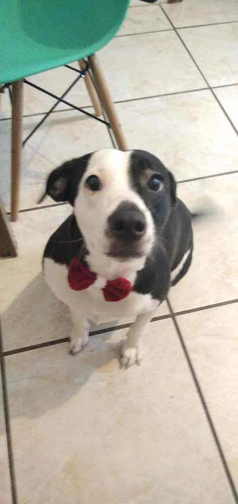 Cachorro ra a SRD idade 1 ano nome Maizena