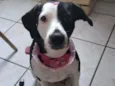 Maizena