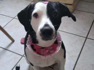 Cachorro raça SRD idade 1 ano nome Maizena