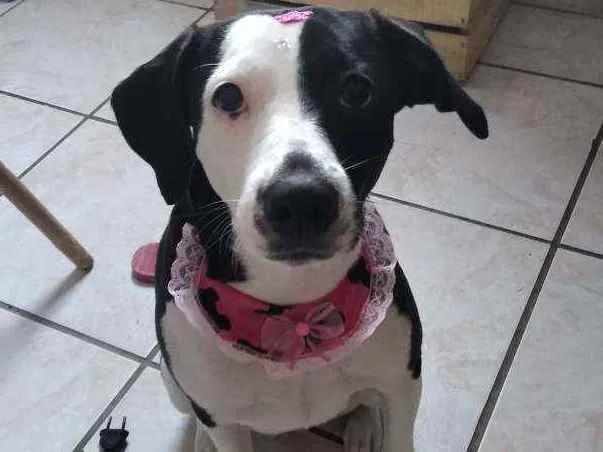 Cachorro ra a SRD idade 1 ano nome Maizena