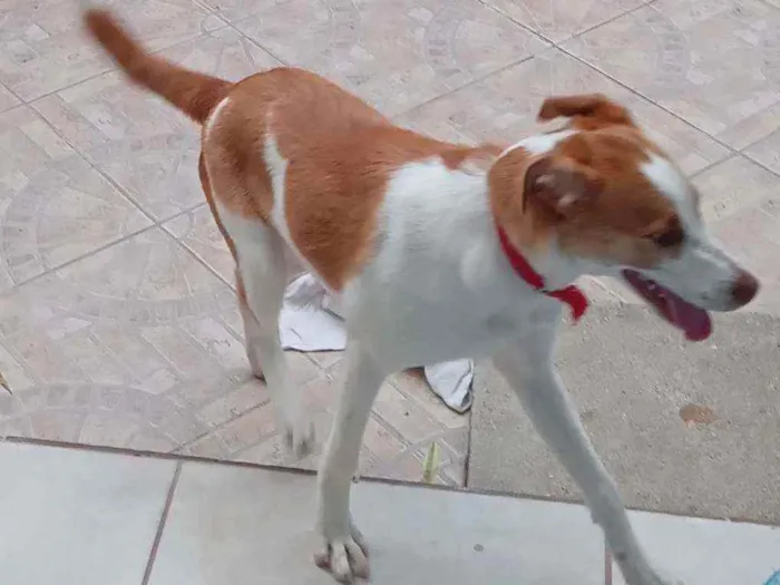 Cachorro ra a Viralata  idade 2 a 6 meses nome Bingo