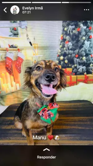 Cachorro raça Vira lata  idade 4 anos nome Manu