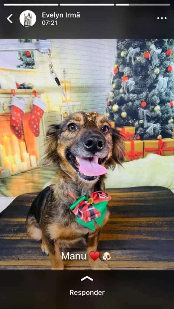 Cachorro raça Vira lata  idade 4 anos nome Manu