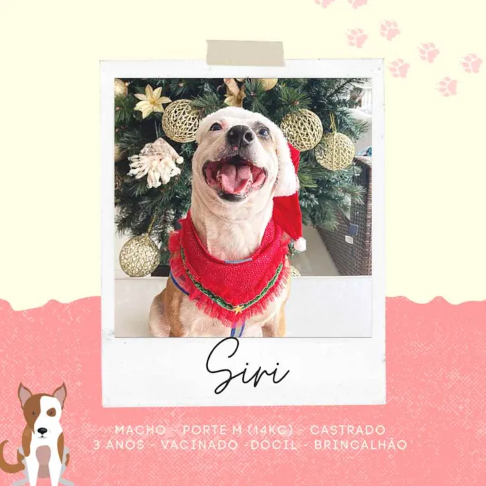 Cachorro raça SRD idade 3 anos nome Siri