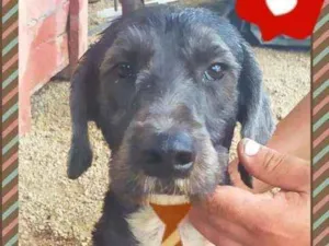Cachorro raça SRD idade 3 anos nome Chefão