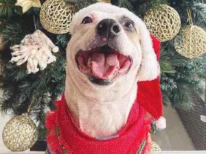 Cachorro raça SRD idade 3 anos nome Siri