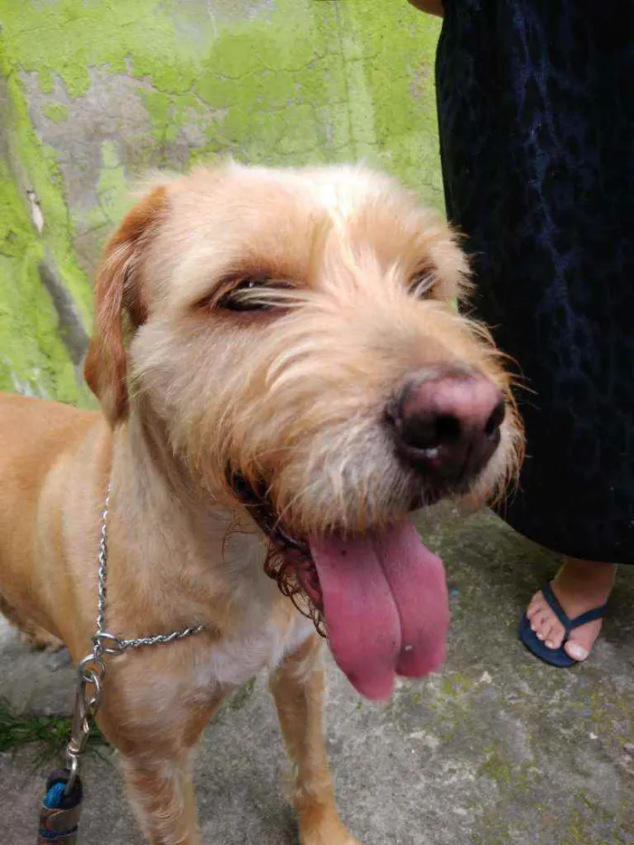 Cachorro raça  idade 3 anos nome Mel 