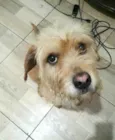 Cachorro raça  idade 3 anos nome Mel 