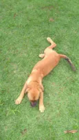 Cacau
