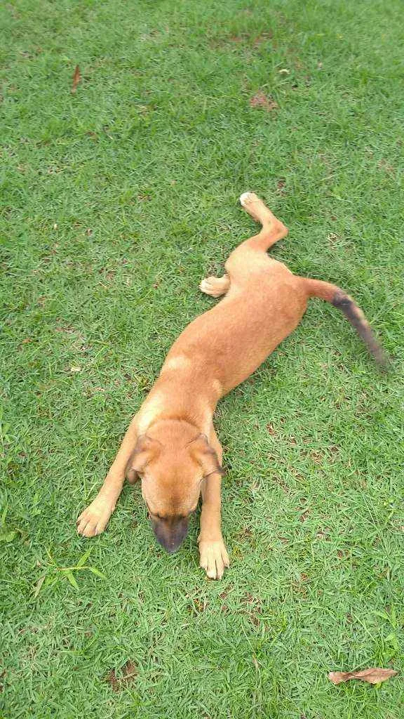 Cachorro raça Indefinida idade 2 a 6 meses nome Cacau