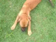 Cacau