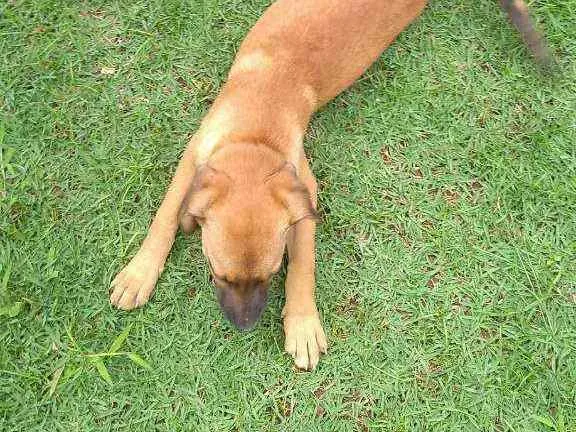 Cachorro raça Indefinida idade 2 a 6 meses nome Cacau