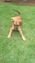 Cacau
