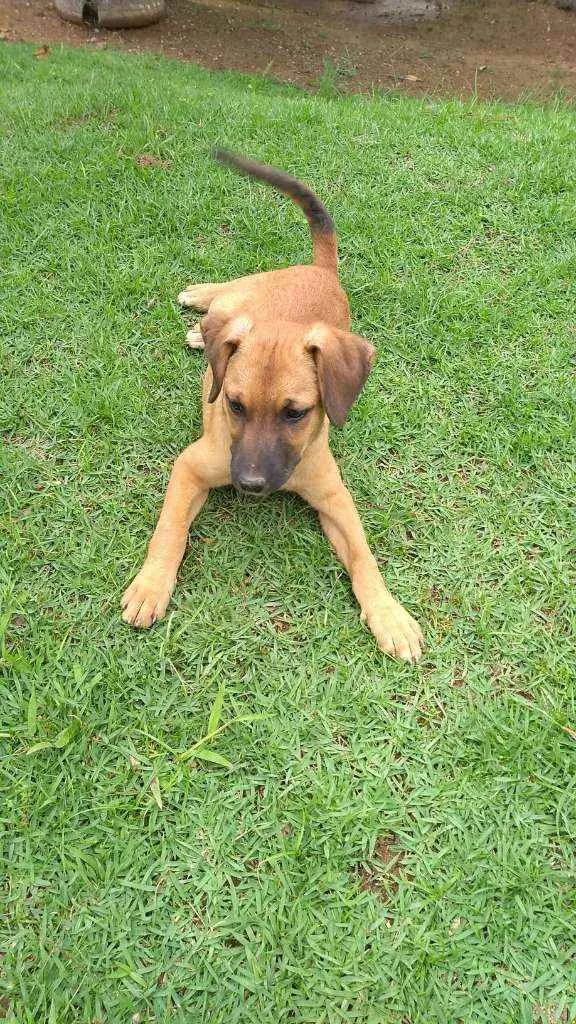 Cachorro raça Indefinida idade 2 a 6 meses nome Cacau