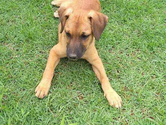 Cachorro raça Indefinida idade 2 a 6 meses nome Cacau