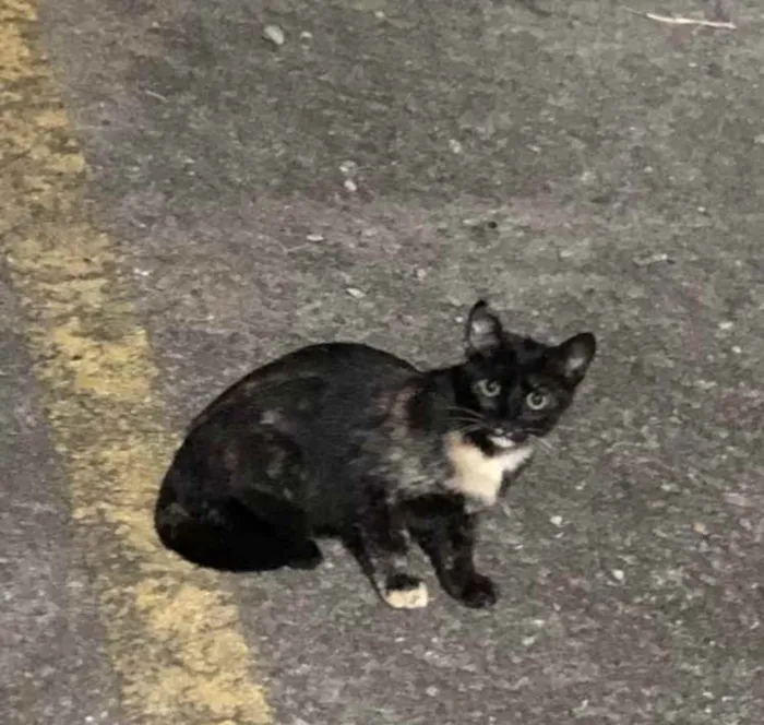Gato ra a SRD idade 2 a 6 meses nome Tricolor, escaminha 