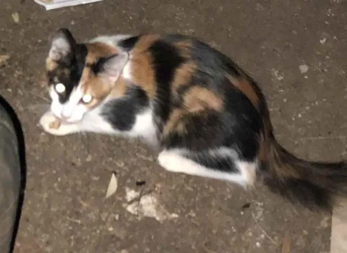 Gato ra a SRD idade 2 a 6 meses nome Tricolor, escaminha 