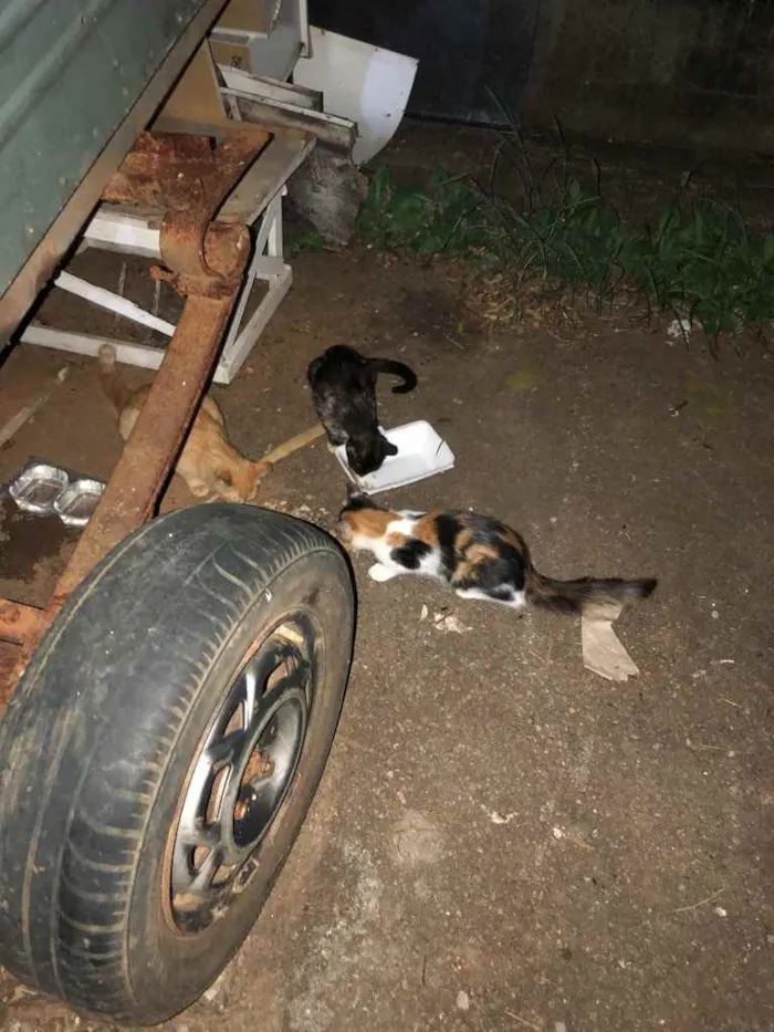 Gato ra a SRD idade 2 a 6 meses nome Tricolor, escaminha 