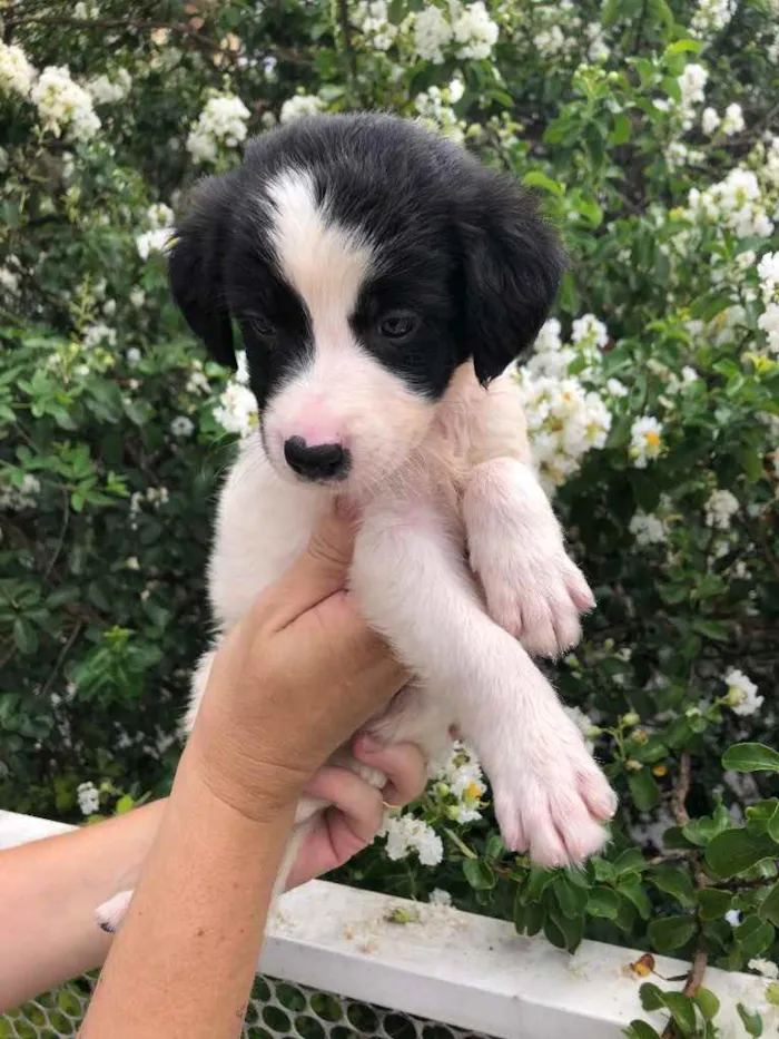 Cachorro raça SRD idade Abaixo de 2 meses nome Sem Nome 