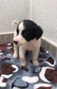 Cachorro raça SRD idade Abaixo de 2 meses nome Sem Nome 