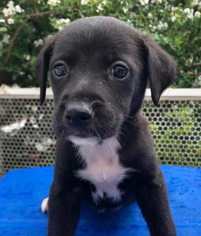 Cachorro raça SRD  idade Abaixo de 2 meses nome Sem nome