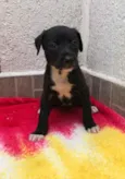 Cachorro raça SRD  idade Abaixo de 2 meses nome Sem nome