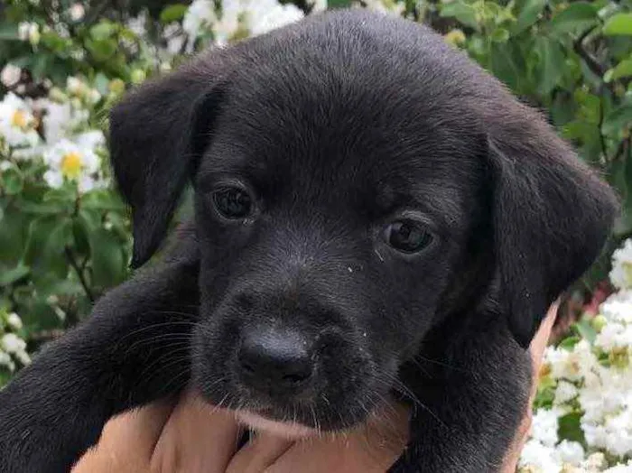 Cachorro raça SRD  idade Abaixo de 2 meses nome Sem nome