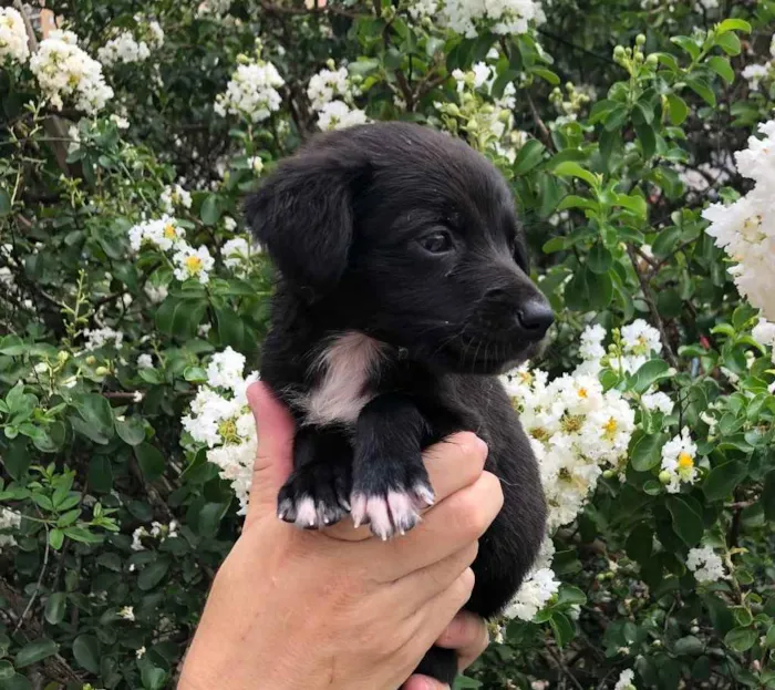 Cachorro raça SRD idade Abaixo de 2 meses nome Sem nome