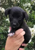 Cachorro raça SRD idade Abaixo de 2 meses nome Sem nome