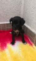 Cachorro raça SRD idade Abaixo de 2 meses nome Sem nome