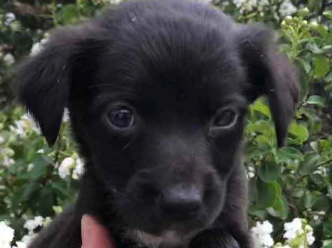 Cachorro raça SRD idade Abaixo de 2 meses nome Sem nome
